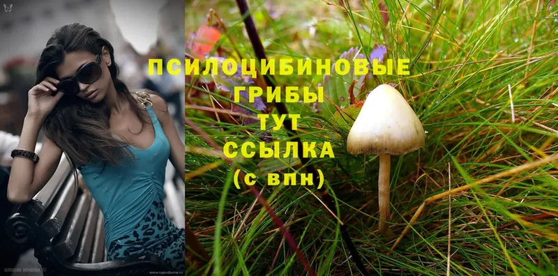 Псилоцибиновые грибы Magic Shrooms  Петровск 